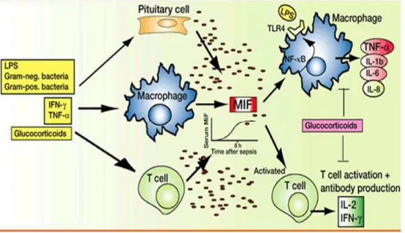 Gambar 2.2. Skema aktifasi mediator proinflamasi oleh LPS  (Niels, 2003)  2.1.3.3 Tissue Hypoxia-Microvascular Hypothesis 