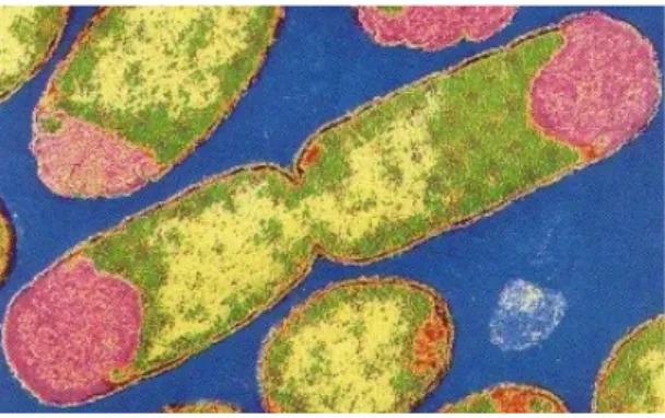 Gambar : Xanthomonas campestris