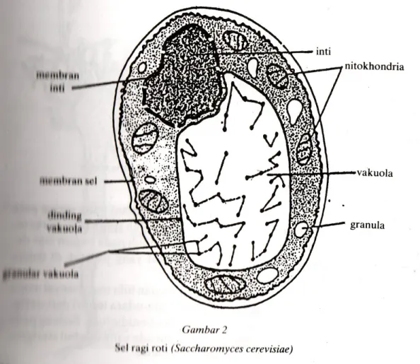 Gambar di bawah ini merupakan contoh gambar bentuk 1-sel