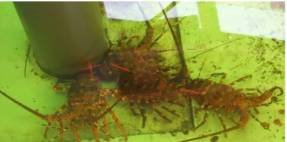 Gambar 6. Sampel lobster yang telah di tag.