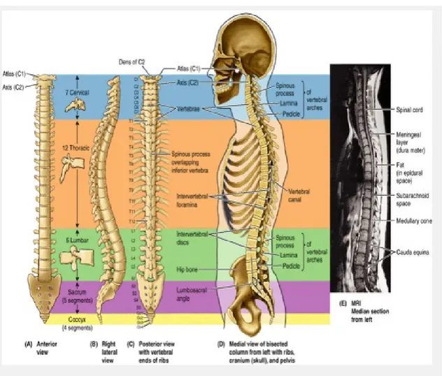 Gambar 1. Anatomi Tulang Belakang