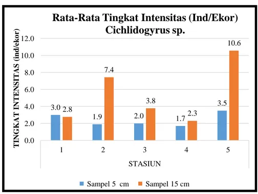 Gambar 12. Rata – Rata Intensitas Cichlidogyrus sp., pada Insang Ikan Nila  Ukuran 5 cm dan 15 cm Per Stasiun (5 Stasiun) yang Berbeda dalam 3 Kali 