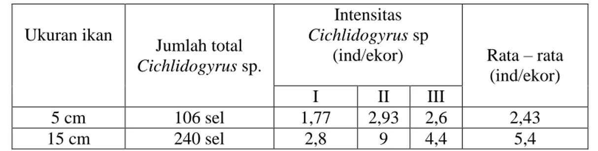 Tabel 4. Rata – Rata Tingkat Intensitas Cichlidogyrus sp., pada Insang Ikan  Nila  Ukuran  5  cm  dan  15  cm  Seluruh  Stasiun  (5  Stasiun)  dalam  3  Kali Pengambilan Selama 3 Minggu
