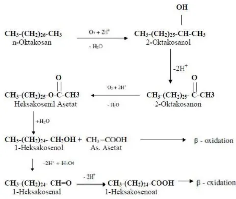 Gambar 7. Reaksi Biodegradasi alkana Jalur Sub terminal  (2)