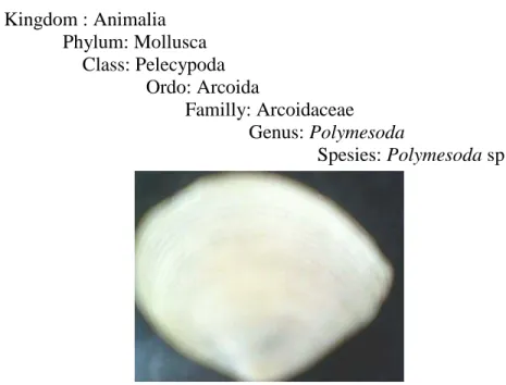 Gambar 3. Morfologi Kalandue (Polymesoda sp.) 
