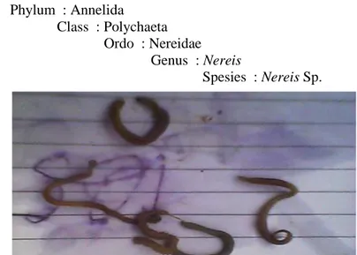 Gambar 5. Morfologi Cacing laut (Neries sp.) 