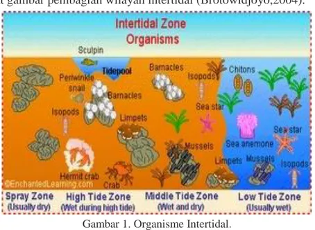 Gambar 1. Organisme Intertidal. 