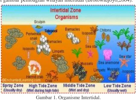 Gambar 1. Organisme Intertidal. 