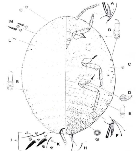 Gambar 1. Stadium imago betina kutu putih pepaya, Paracoccus marginatus. A. Detail                tungkai depan, B