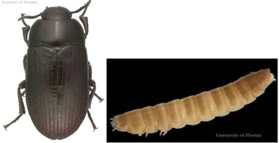 Gambar 2.1 a) Imago Alphitobius diaperinus dan  b) Larva Alphitobius diaperinus (Dunford &amp; Kaufman, 2006)  2.1.2 Siklus Hidup Alphitobius diaperinus 