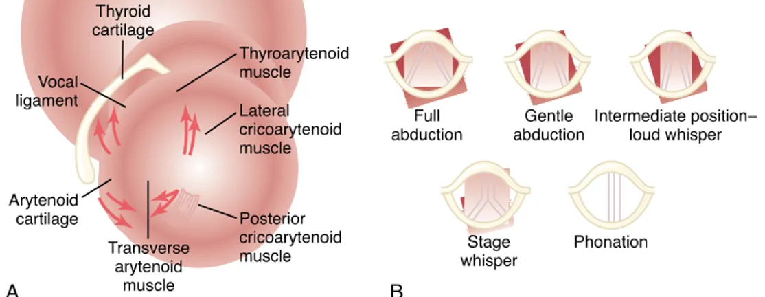 Gambar 11. (A) Anatomi laring; (B) Fungsi fonasi dari laring, menunjukkan posisi dari pita suara pada keadaan fonasi yang berbeda-beda