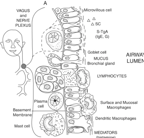 Gambar 12. Komponen lumen mucosal saluran pernafasan. Sel epitel silindris berlapis dengan cilia dilapisi oleh mucus (diproduksi oleh sel goblet dan glandula bronchialis), dan juga cairan yang mengandung berbagai macam protein, termasuk immunoglobulin dan 
