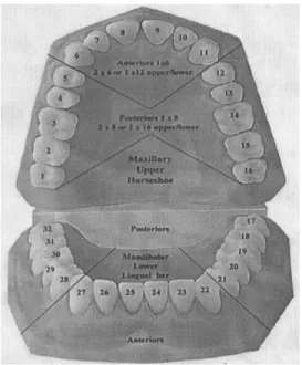 Tabel 2.6. Komponen pemeriksaan airway Panjang gigi seri atas