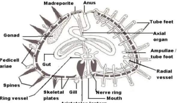 Gambar 1. Anatomilandak laut  (Sumber:www.metafysica.nl/turing/tecto_3) 