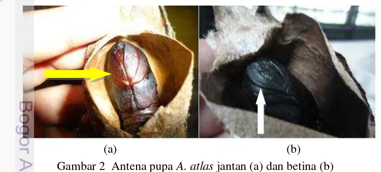 Gambar 2  Antena pupa A. atlas jantan (a) dan betina (b) 
