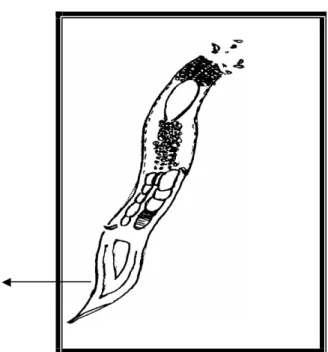 Gambar 8.  Nematoda H   (perbesaran 1000x) 