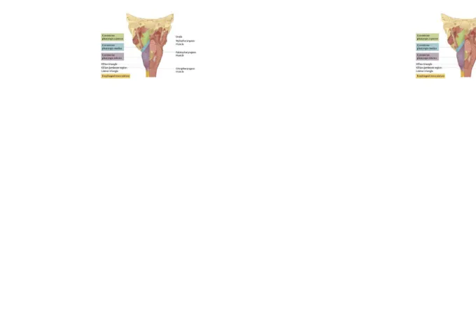 Gambar 2.1. Otot-otot Faring dan Esofagus
