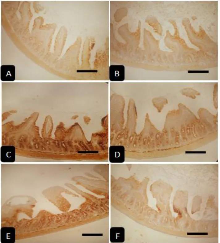 Gambar  3.  Foto  mikrograf  jaringan  ileum  tikus  dengan  pewarnaan    imunohistokimia  terhadap  kandungan  IgA  pada  terminasi  hari  ke-15