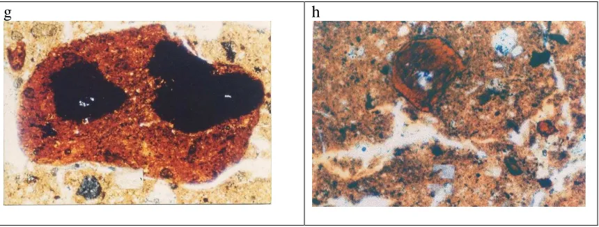 Figure 1. Photomicrograph of thin section with plane polarized light. Hor. Ap, CTR-A2 (a); Hor