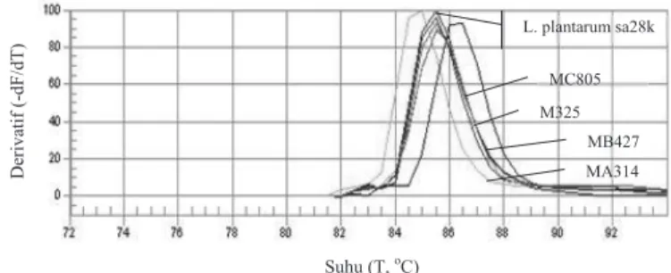 Gambar 3. Kurva melting beberapa isolat bakteri asam laktat asal PDQGDL  dibandingkan dengan kurva melting /DFWREDFLOOXV SODQWDUXP  sa28k sebagai bakteri standar 