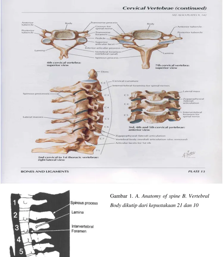 Gambar  1.  A.  Anatomy  of  spine  B.  Vertebral  Body dikutip dari kepustakaan 21 dan 10 