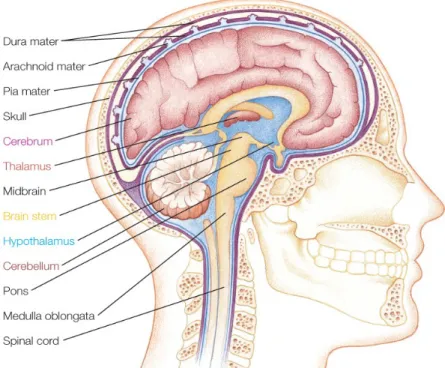 Gambar 1 Central Nervous System