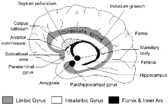 Gambar 4. Sistem limbik. (Waxman, 2007)