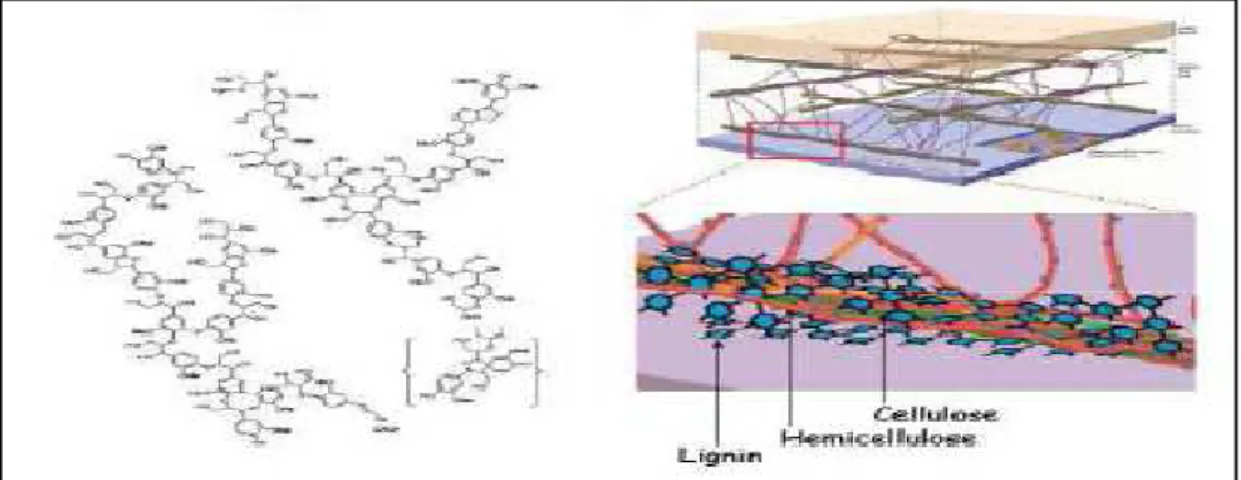 Gambar 2.1 Struktur polimer lignocellulosic biomass (Sumber Sutikno, 2009). 