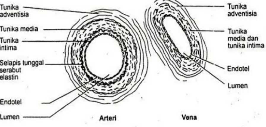Gambar :. Perbedaan arteri dan Vena