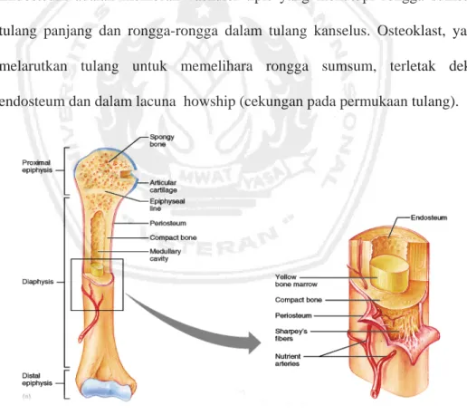 Gambar 2.1 : Anatomi Tulang 