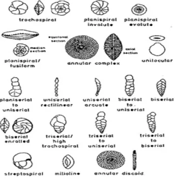 Gambar 3. skema cangkang foraminifera yang pholythalamus  ( Culiver,1987 )