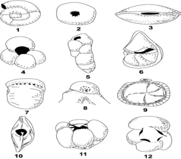 Gambar 4. Jenis-jenis dan posisi aperture pada foraminifera kecil  (shrock &amp; twenhofel, 1956).