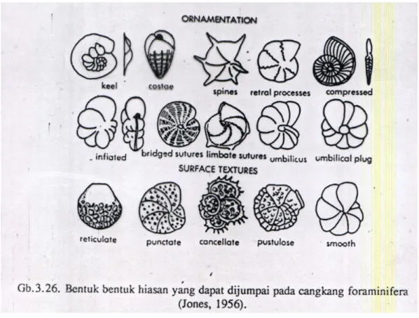 Gambar 5. Bentuk macam-macam hiasan cangkang foraminifera  (jones,1956).