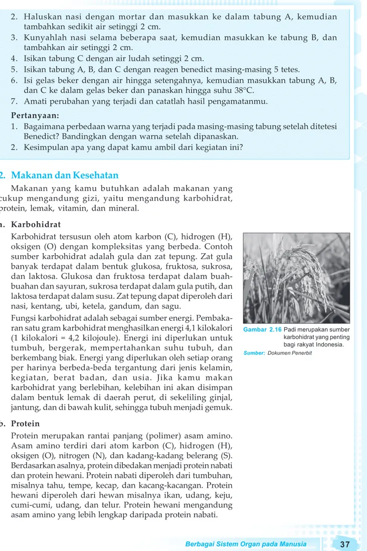 Gambar 2.16 Padi merupakan sumber karbohidrat yang penting bagi rakyat Indonesia.