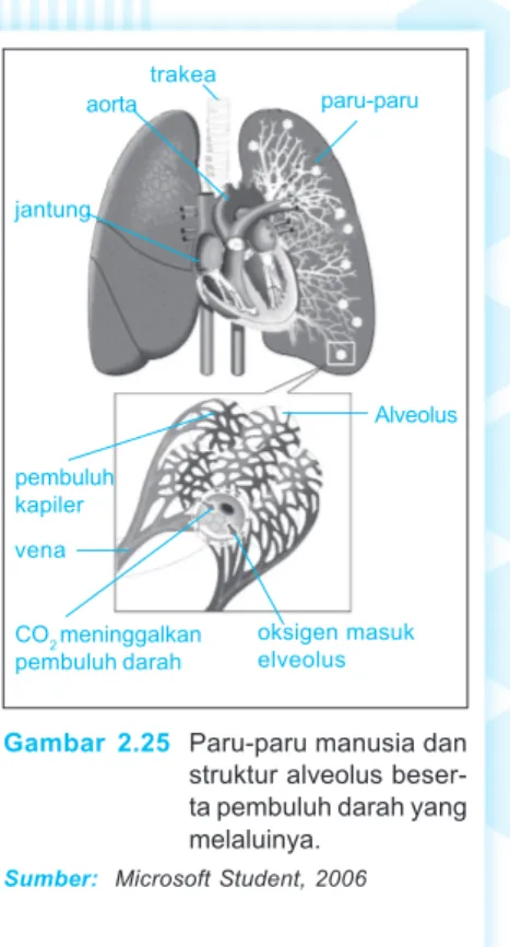 Gambar 2.25 Paru-paru manusia dan struktur alveolus  beser-ta pembuluh darah yang melaluinya.