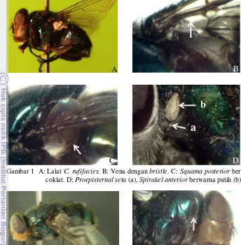 Gambar 1  A: Lalat C. rufifacies. B: Vena dengan bristle. C: Squama posterior berwarna 