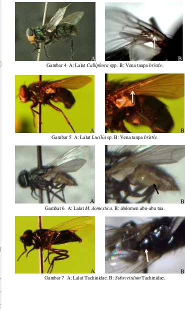 Gambar 7  A: Lalat Tachinidae. B: Subscetulum Tachinidae.