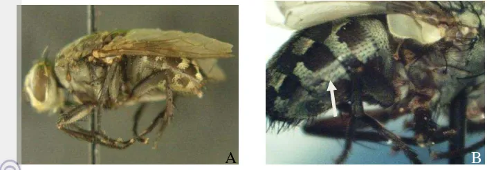 Gambar 8  A: Lalat Sarcophaga sp. B: Abdomen lalat Sarcophaga sp. 