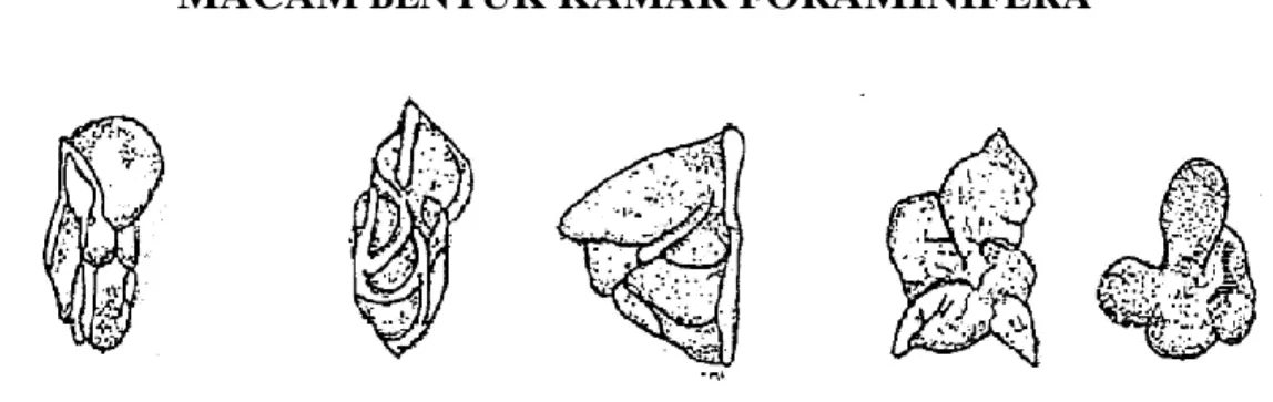 Gambar 2.3  Macam-macam bentuk kamar pada foraminifera 
