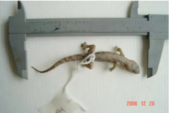 Gambar 4 Hemidactylus frenatus 
