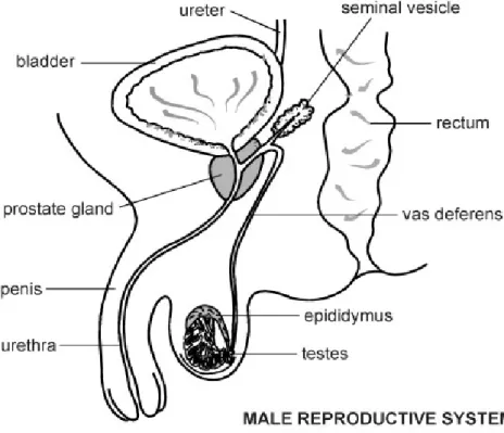 Gambar 1 : Sistem reproduksi pria