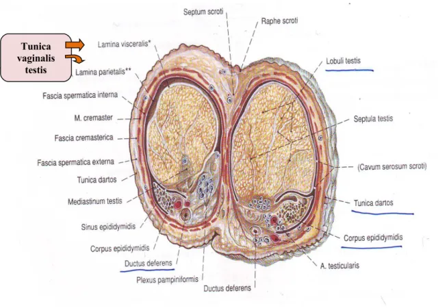 Gambar 2 : Tunica vaginalis testis