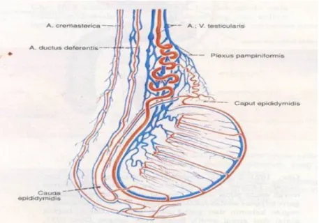 Gambar  3 :  Pembuluh  darah  testis  (orchis),  epididymis  dan  funiculus  spermaticus, dilihat dari lateral