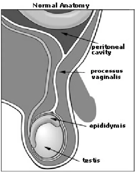 Gambar 4 : Anatomi normal testis