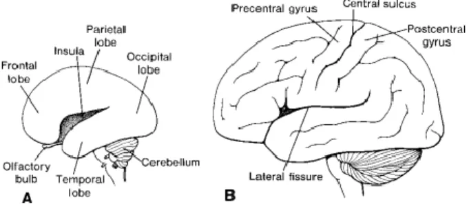 Gambar 7. Perkembangan girus dan sulkus dilihat dari permukaan lateral hemisfer  serebri 