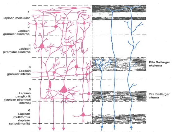 Gambar 12.Lapisan – lapisan korteks serebri (Snell, 2009) 