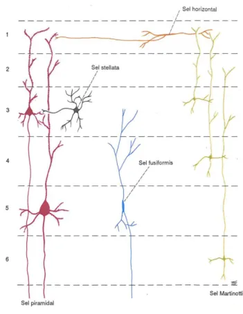 Gambar 13 Tipe – Tipe Utama Neuron Yang Terdapat  di Korteks Serebri  (Snell, 2009) 