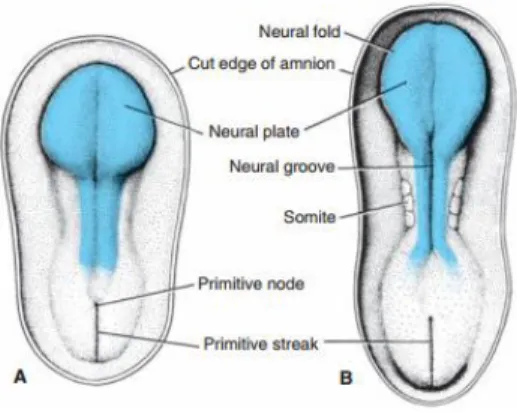 Gambar  1.  Proses  pembentukan  susunan  saraf  pusat  manusia  dimulai  pada  awal  minggu  ketiga  sebagai lempeng penebalan lapisan ektoderm (neural plate) yang memanjang dari arah kranial ke  kaudal.(Sadler,2012) 