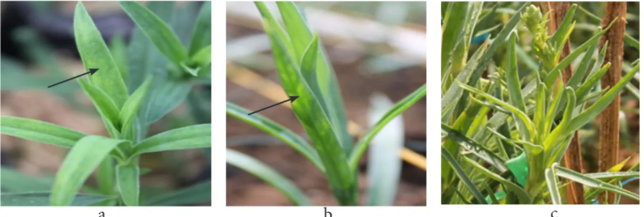 Gambar 1  Gejala Carnation mottle virus pada tanaman anyelir (Dianthus caryophyllus) berupa  belang daun: a, Cipanas; b, Ciputri; dan c, Cihideung.