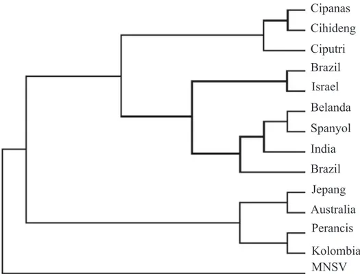 Gambar 3  Kladogram berdasarkan sikuen nukleotida sebagian gen protein selubung Carnation  mottle virus isolat Cipanas, Cihideung, dan Ciputri dari Indonesia dan negara lain menggunakan  program MEGA 5.05